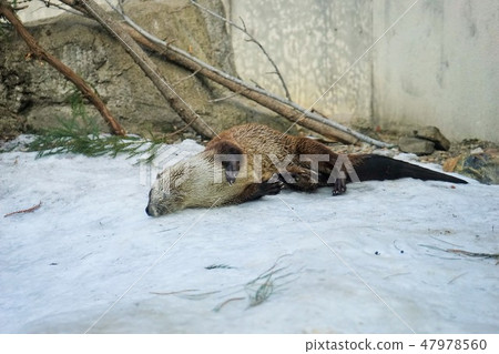 冬季動物公園水獺角落 冬季動物公園水獺角落 47978560