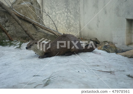 冬季動物公園水獺角落 冬季動物公園水獺角落 47978561