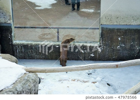 冬季動物公園水獺角落 冬季動物公園水獺角落 47978566