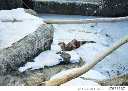 冬季動物公園水獺角落 冬季動物公園水獺角落 47978567