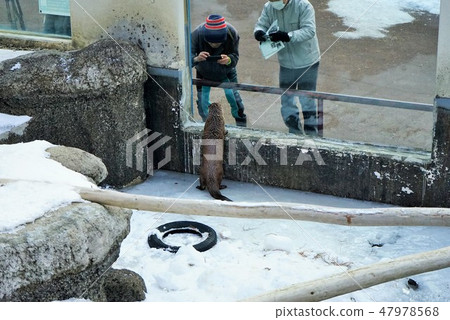 冬季動物公園水獺角落 冬季動物公園水獺角落 47978568