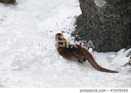 冬季動物公園水獺角落 冬季動物公園水獺角落 47978569