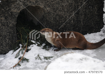 Winter animal park Otter corner 47978570