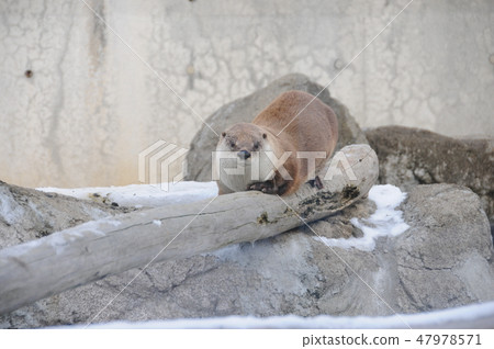 Winter animal park Otter corner 47978571