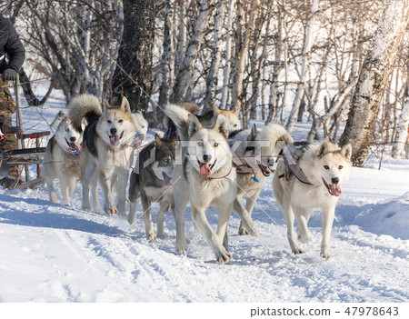 Sledding with husky dogs on Kamchatka Peninsula 47978643