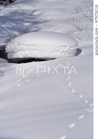 In the winter Hokkaido Yakumo Town Yaguma Toge Pass Under the rocks of the river bed of the Makubabe River a heavy snow was piled up and taken a scenery of Mokomoko 47979216