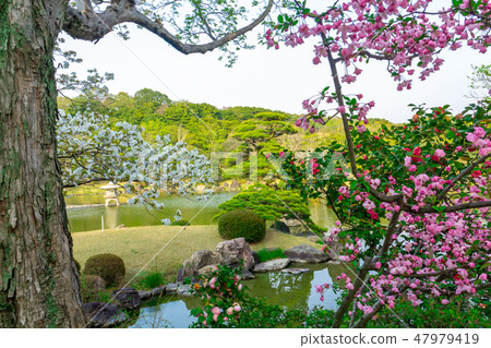 櫻花和山茶花在日本花園裡 櫻花和山茶花在日本花園裡 47979419