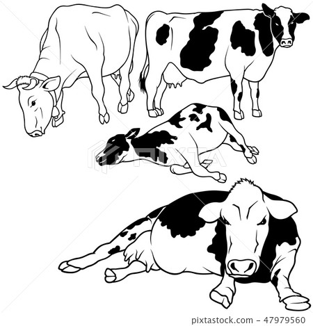 Cow Collection 47979560