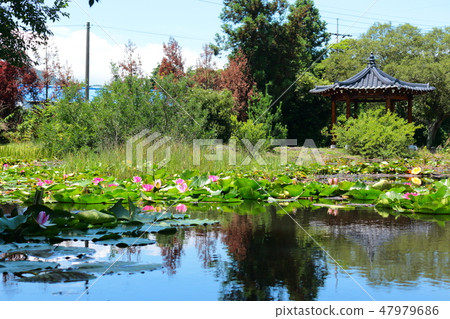 A pond, a pond, a camellia garden, a lotus flower, a water lily, 47979686