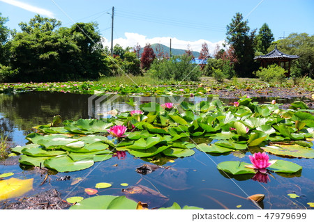 A pond, a pond, a camellia garden, a lotus flower, a water lily, A pond, a pond, a camellia garden, a lotus flower, a water lily, 47979699