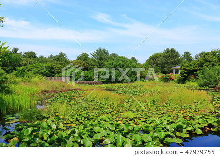 A pond, a pond, a camellia garden, a lotus flower, a water lily, A pond, a pond, a camellia garden, a lotus flower, a water lily, 47979755
