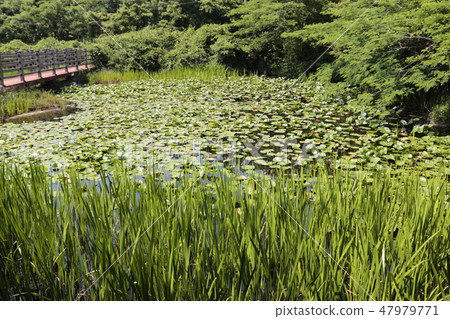 池塘，池塘，山茶花園，蓮花，睡蓮， 47979771