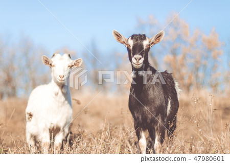 Goat on a pasture, Little goat portrait Goat on a pasture, Little goat portrait 47980601