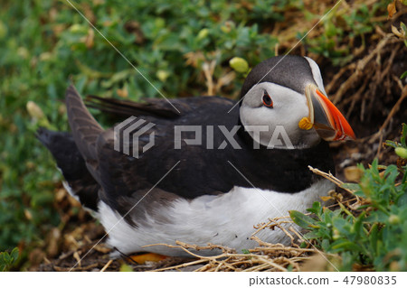 puffins at the Skellig islands puffins at the Skellig islands 47980835