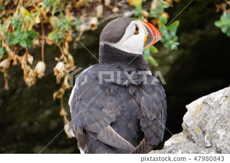 puffins at the Skellig islands puffins at the Skellig islands 47980843