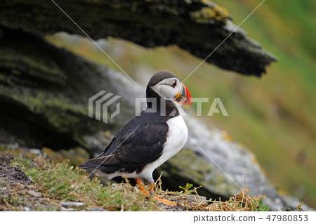 puffins at the Skellig islands puffins at the Skellig islands 47980853