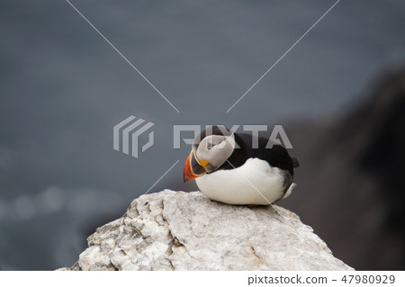 puffins at the Skellig islands puffins at the Skellig islands 47980929