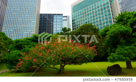 Small trees surrounded by large office buildings Small trees surrounded by large office buildings 47980956
