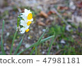 A single daffodil 47981181