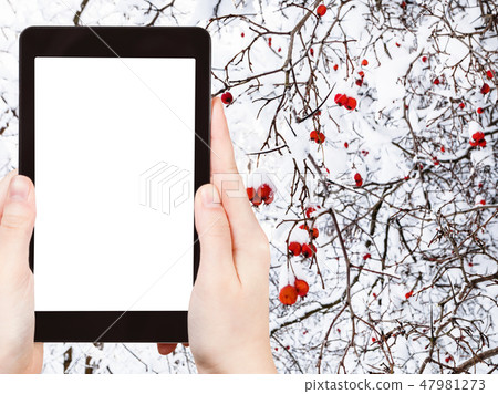 snow-covered frozen hawthorn berries on tree snow-covered frozen hawthorn berries on tree 47981273