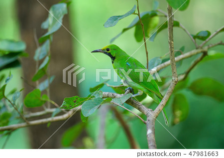 Golden-fronted leafbird on the branch 47981663