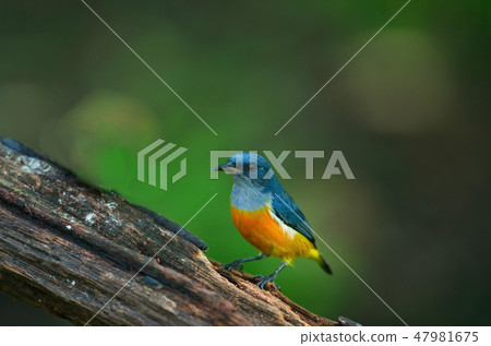 colorful bird Orange-bellied Flowerpecker 47981675
