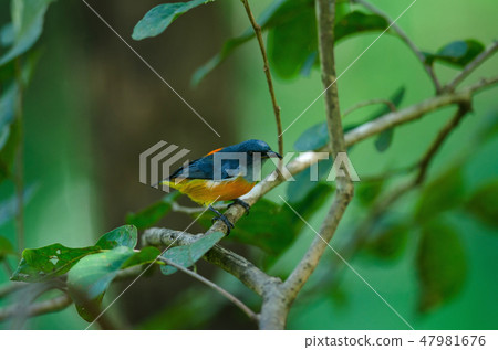 colorful bird Orange-bellied Flowerpecker 47981676