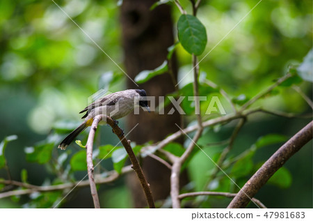 Beautiful bird Sooty headed Bulbul 47981683