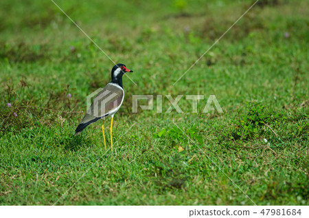 Red-wattled Lapwing (Vanellus Indicus) Red-wattled Lapwing (Vanellus Indicus) 47981684