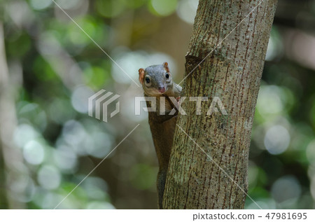 Common treeshrew or Southern treeshrew Common treeshrew or Southern treeshrew 47981695