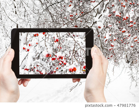 snow-covered hawthorn berries in forest in winter snow-covered hawthorn berries in forest in winter 47981776