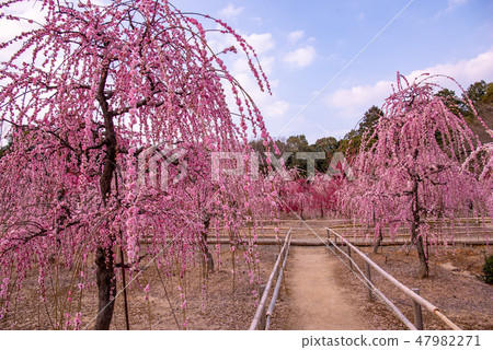 三重縣鈴鹿市菅原神社的垂枝梅梅林 照片素材 圖片 圖庫