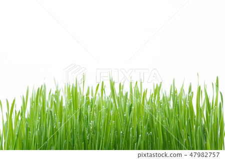 .Green wheat grass isolated on white background 47982757