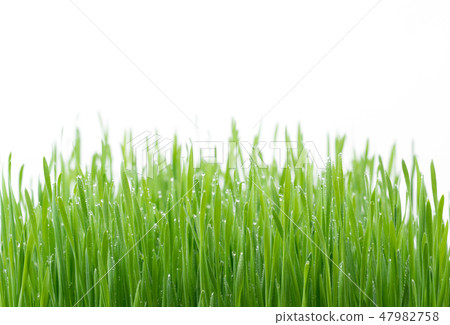 .Green wheat grass isolated on white background 47982758