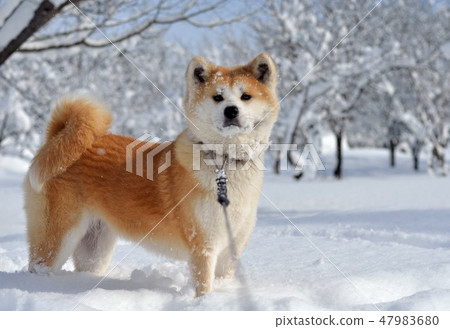 秋田狗冬天雪2月8日 47983680