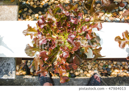 Red oak by hydroponic 47984013