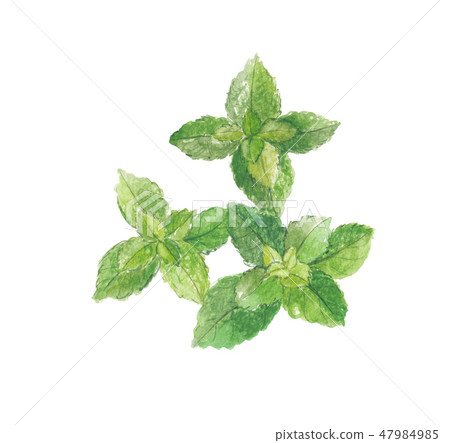 薄荷 47984985