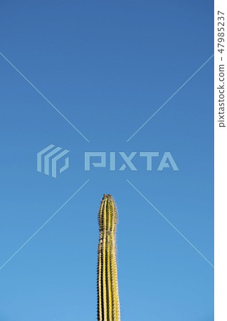cactus against the blue sky 47985237