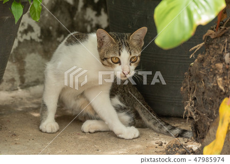 White kitten hiding in shade of plants White kitten hiding in shade of plants 47985974