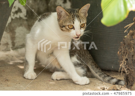 White kitten hiding between two potted plants White kitten hiding between two potted plants 47985975