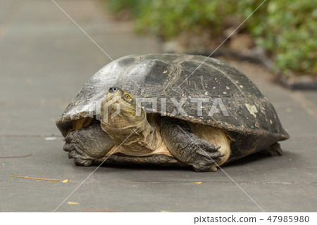 Turtle lying on grey path beside plants Turtle lying on grey path beside plants 47985980