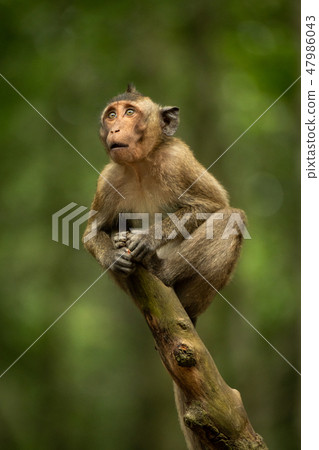 Baby long-tailed macaque looking up from branch 47986043