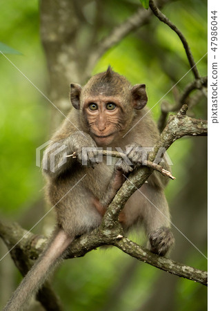 Baby long-tailed macaque in tree with twig 47986044