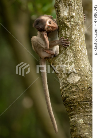 Baby long-tailed macaque in tree scratches head Baby long-tailed macaque in tree scratches head 47986045
