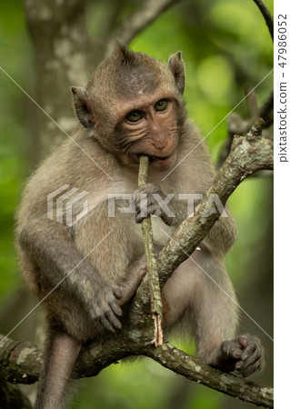 Baby long-tailed macaque in tree biting twig Baby long-tailed macaque in tree biting twig 47986052