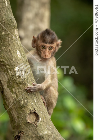 Baby long-tailed macaque faces camera on tree 47986061