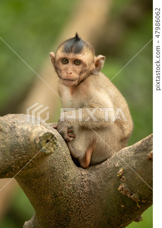 Baby long-tailed macaque faces camera on branch Baby long-tailed macaque faces camera on branch 47986062