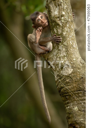 Baby long-tailed macaque clings to tree trunk 47986063