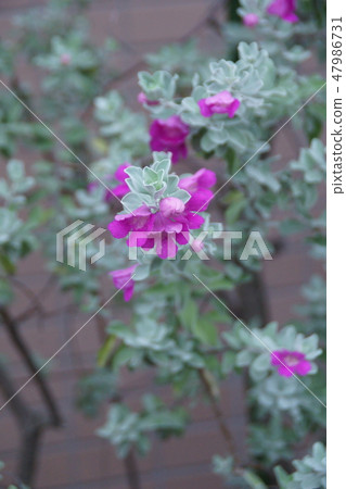 Leukofilm Furusutekenshu花語是“榮譽” 47986731