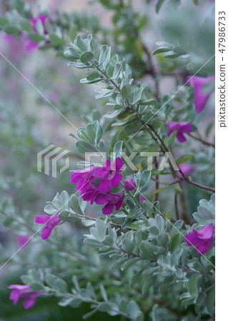 Leukofilm Furusutekenshu flower language is "honor" 47986733